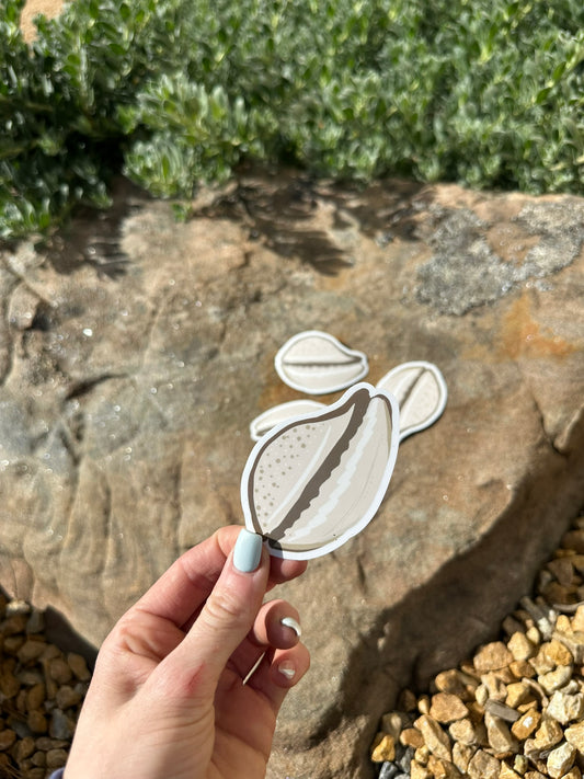 Cowrie Shell | Sticker