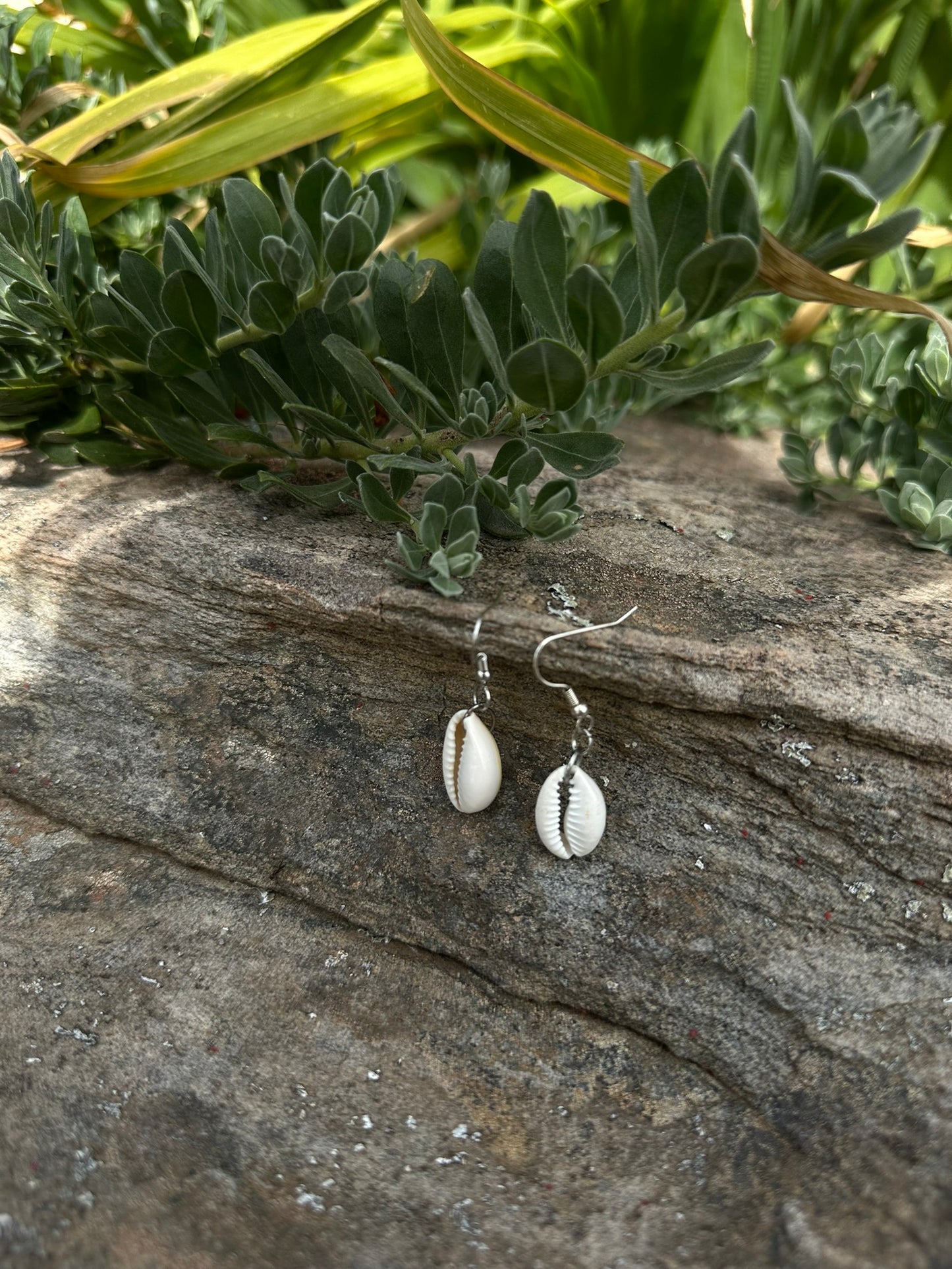 Cowrie Shell | Earrings